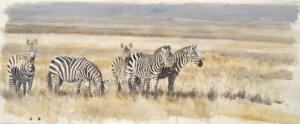Six Zebras 